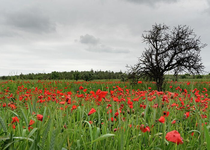 Poppy Anemone Greeting Card featuring the photograph Field full of red beautiful poppy anemone flowers and a lonely dry tree. Spring time, spring landscape Cyprus. by Michalakis Ppalis