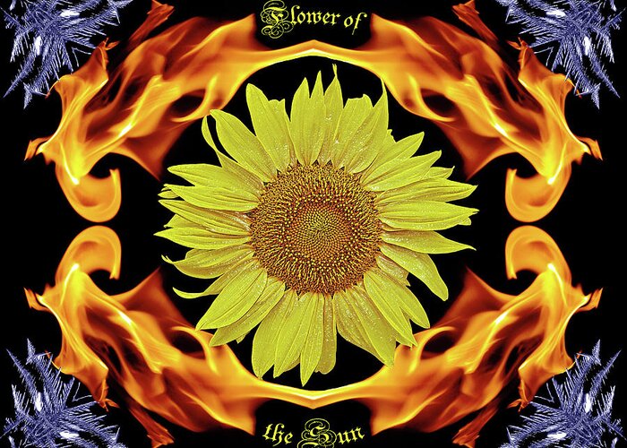Sunflowers Greeting Card featuring the photograph Flower of the Sun #1 by Ben Upham III