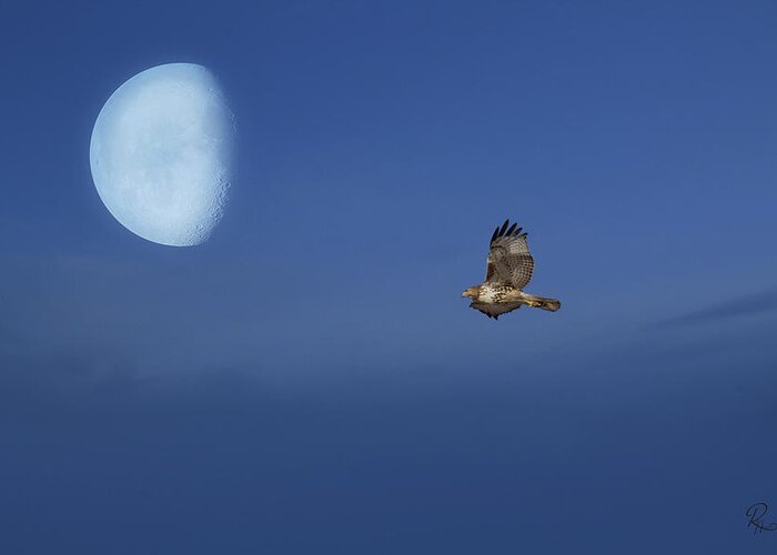 Raptor Greeting Card featuring the photograph Fly Me To the Moon #1 by Robert Harris