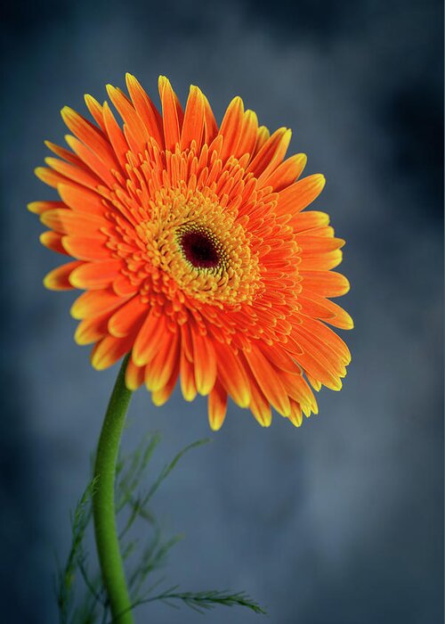 Daisies Greeting Card featuring the photograph Fresh beautiful orange daisy flower blossom. Blooming flower by Michalakis Ppalis