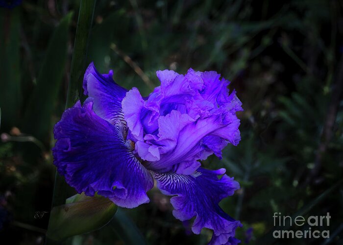 Iris Greeting Card featuring the photograph Frilly Iris #1 by Elaine Teague