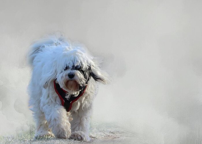 Dog Greeting Card featuring the photograph Frosty Morning #1 by Eva Lechner