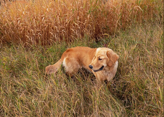 Golden Greeting Card featuring the photograph Golden Retriever In Tall Grass #1 by Phil And Karen Rispin