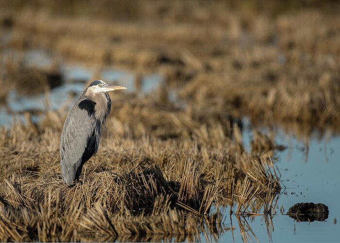 Alert Greeting Card featuring the photograph Great blue heron #1 by Mike Fusaro