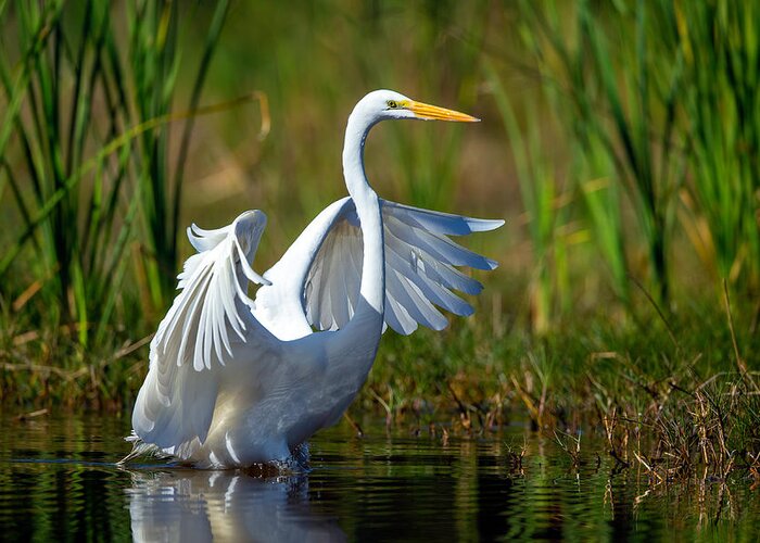 David Eppley.dave Greeting Card featuring the photograph Great Egret #1 by David Eppley