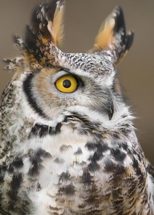 Great Horned Owl Greeting Card featuring the photograph Great Horned Owl #1 by Jim Hughes