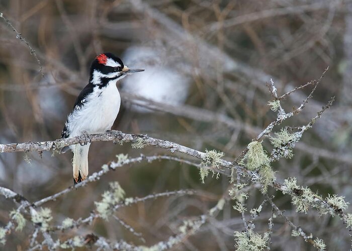 Hairy Woodpecker Greeting Card featuring the photograph Hairy Woodpecker #1 by Brook Burling
