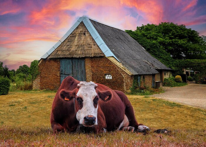 Animals Greeting Card featuring the photograph How Now Brown Cow #1 by Debra and Dave Vanderlaan