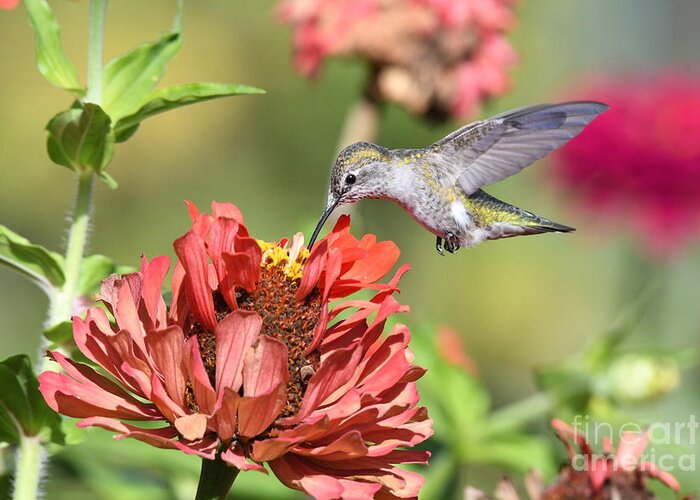 Kmaphoto Greeting Card featuring the photograph Hummingbird Garden #2 by Kristine Anderson