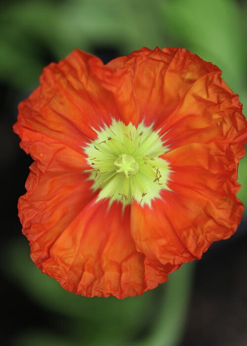 Iceland Poppy Greeting Card featuring the photograph Iceland Poppy #1 by Tammy Pool