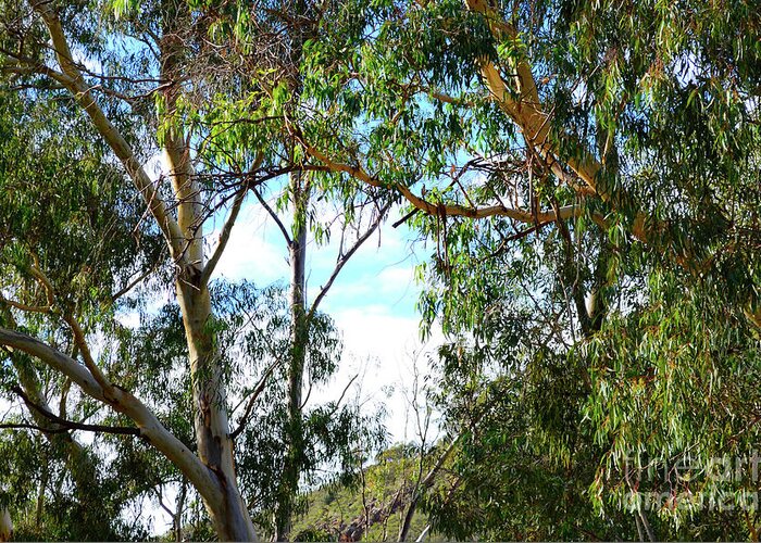 Australia Greeting Card featuring the photograph Iconic Australian bushland scene with tall eucalyptus trees and shrubs. #1 by Milleflore Images