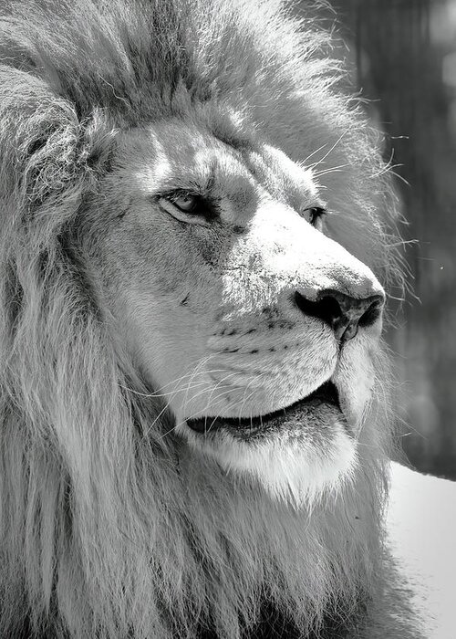 Lion Greeting Card featuring the photograph Is This My Good Side #1 by Lens Art Photography By Larry Trager