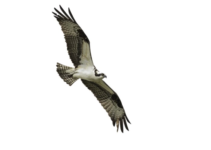 Osprey Greeting Card featuring the photograph Isolated Osprey 2021-1 #1 by Thomas Young
