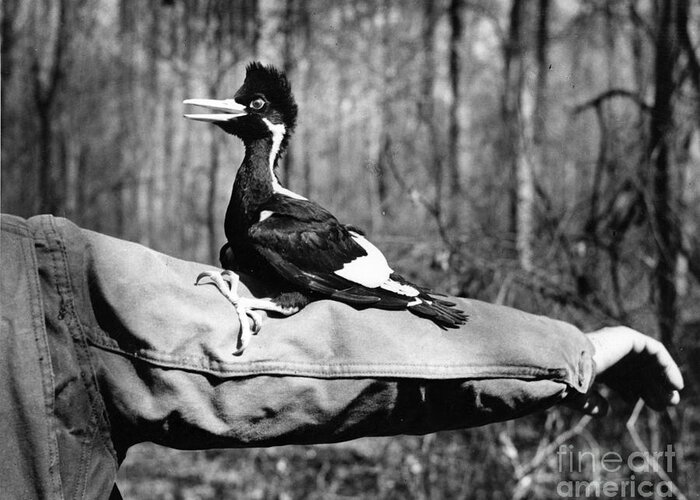 8v3737 Greeting Card featuring the photograph Ivory-Billed Woodpecker Nestling #1 by James T Tanner