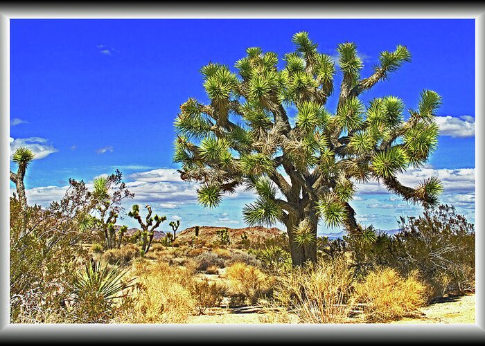 Joshua Greeting Card featuring the photograph Joshua Tree #1 by Richard Risely