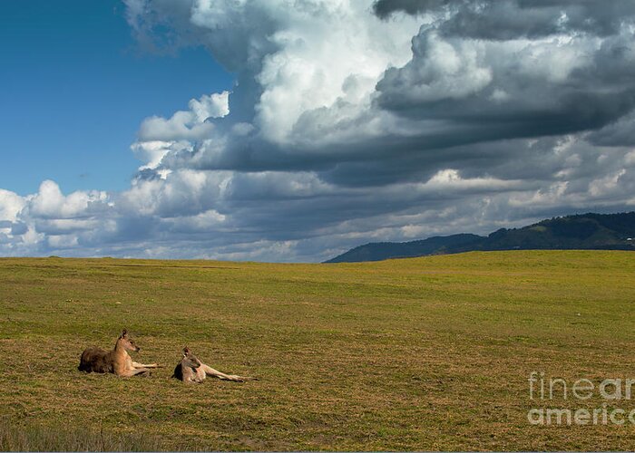 Eastern Grey Kangaroos Greeting Card featuring the photograph Kangaroos and approaching storm #1 by Sheila Smart Fine Art Photography