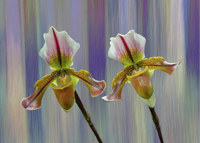 Lady Slipper Orchid Greeting Card featuring the photograph Lady Slipper Orchid by Cate Franklyn