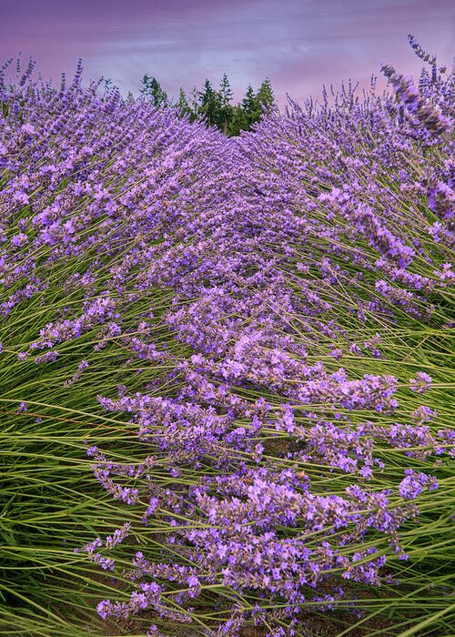 Lavender Greeting Card featuring the photograph Lavender Field #1 by Minnie Gallman