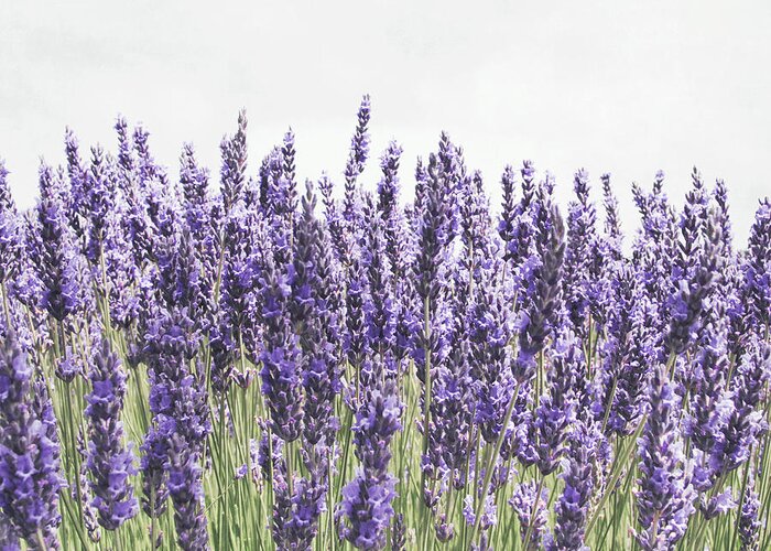Lavender Greeting Card featuring the photograph Lavender Love #1 by Lupen Grainne