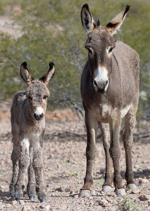 Wild Burros Greeting Card featuring the photograph Like Mom #1 by Mary Hone