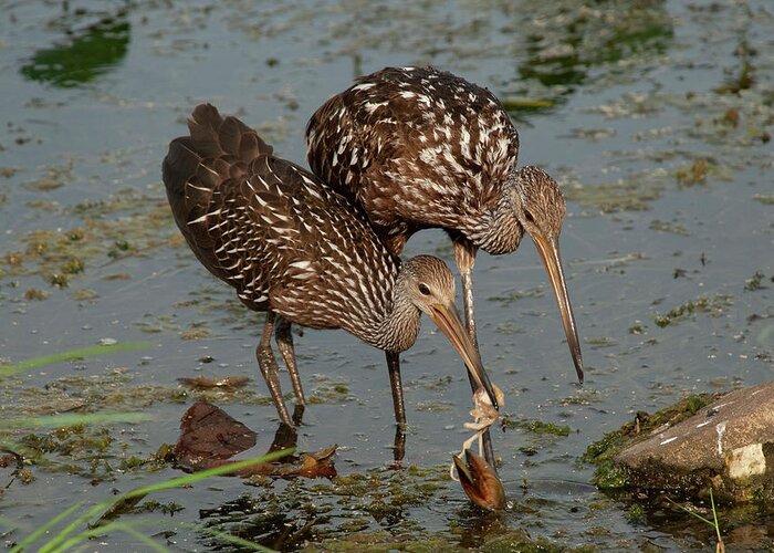 Limpkin Greeting Card featuring the photograph Limpkins #2 by Carolyn Hutchins