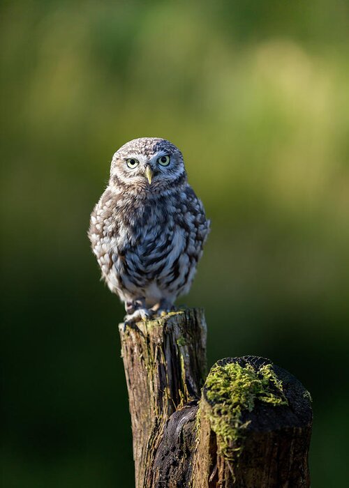 Little Owl Greeting Card featuring the photograph Little Owl by Anita Nicholson