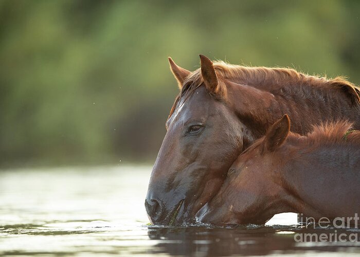 Salt River Wild Horses Greeting Card featuring the photograph Love #1 by Shannon Hastings