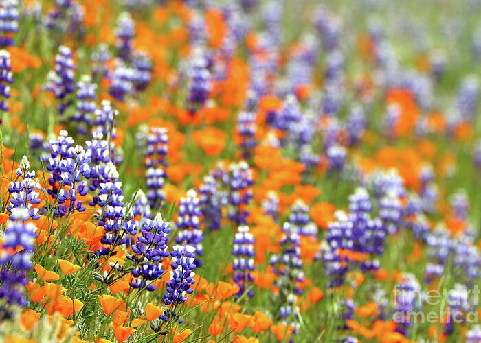 Lupine Greeting Card featuring the photograph Lupines and Poppies #1 by Vivian Krug Cotton
