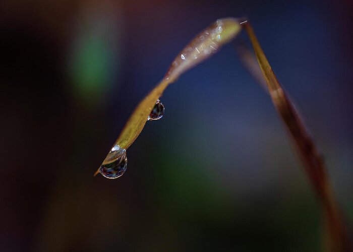 Fall Greeting Card featuring the photograph Macro Photography - Water Drops on Grass #1 by Amelia Pearn
