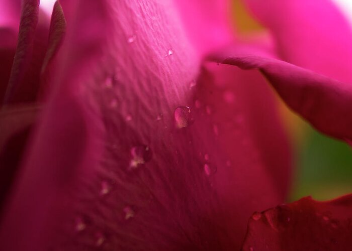Beauty Greeting Card featuring the photograph Magenta Rose Macro #1 by K Bradley Washburn