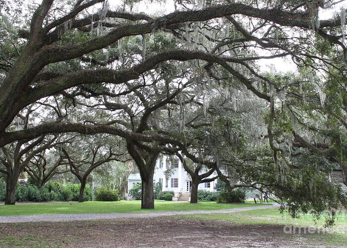 Mcleod Plantation Greeting Card featuring the photograph McLeod Plantation #1 by Flavia Westerwelle