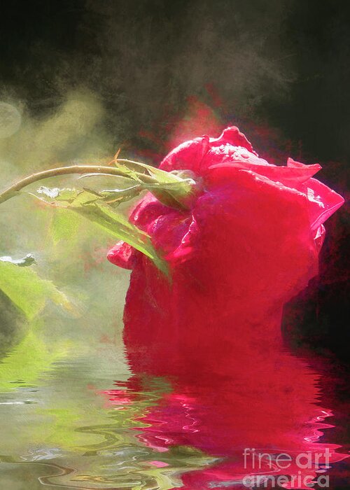 Rose Greeting Card featuring the photograph Misty Rose Reflections #1 by Elaine Teague