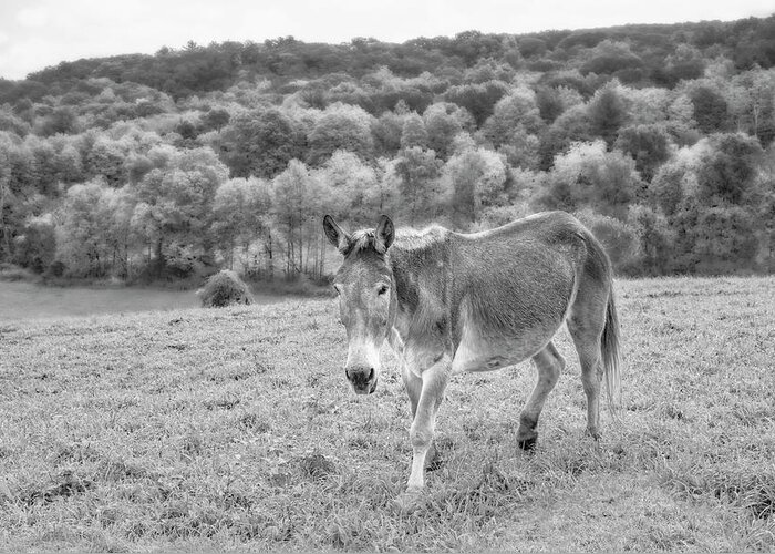 Animals Greeting Card featuring the photograph NY Hudson Valley Countryside #1 by Susan Candelario