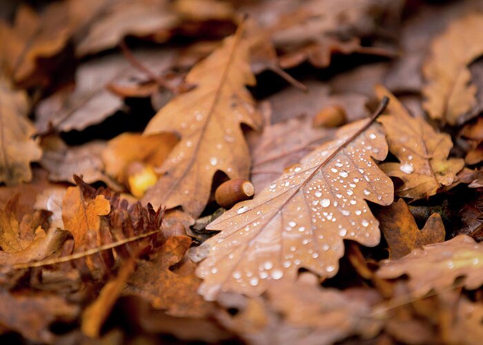 Fall Greeting Card featuring the photograph Oak Leaves and rain drops by Anita Nicholson