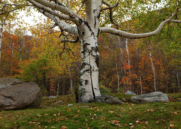 Fall Greeting Card featuring the photograph Old White Birch #1 by Betty Pauwels