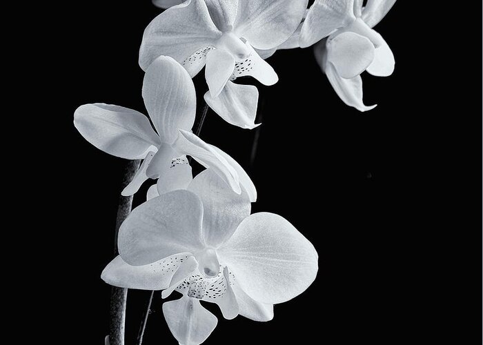 Orchids Greeting Card featuring the photograph Orchids Black and White #1 by Jeff Townsend