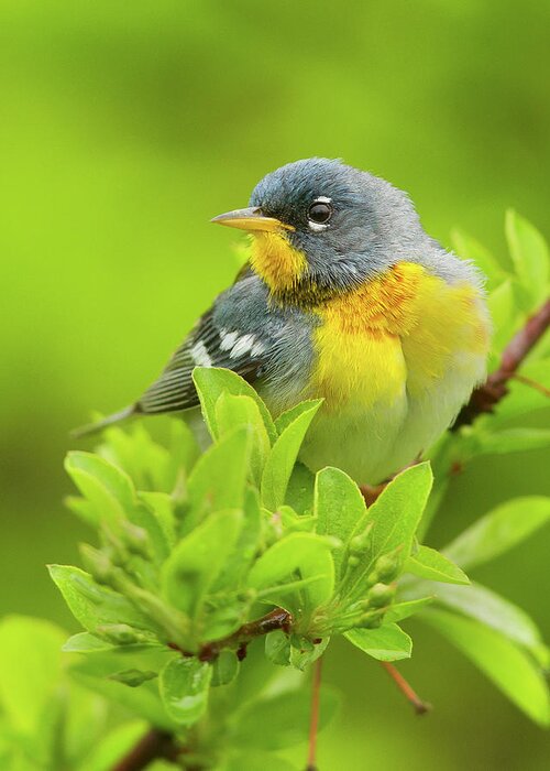 Warbler Greeting Card featuring the photograph Parula #1 by Timothy McIntyre