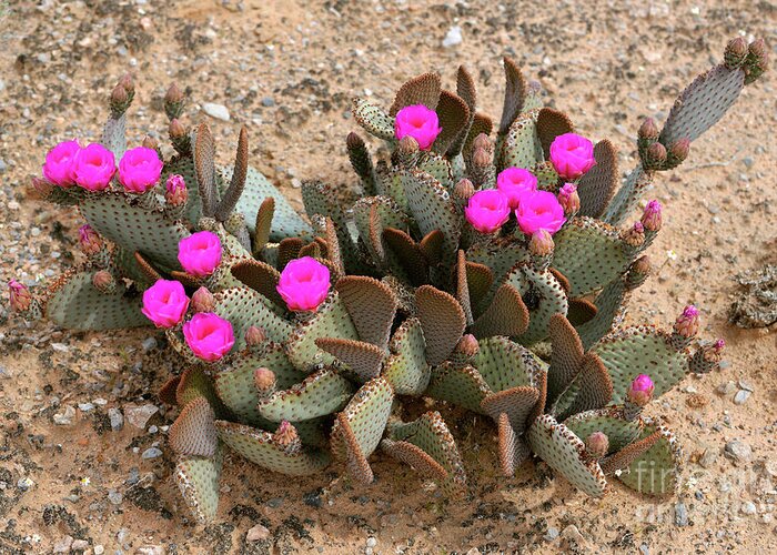 Denise Bruchman Photography Greeting Card featuring the photograph Pink Beavertail Cactus Flowers #1 by Denise Bruchman