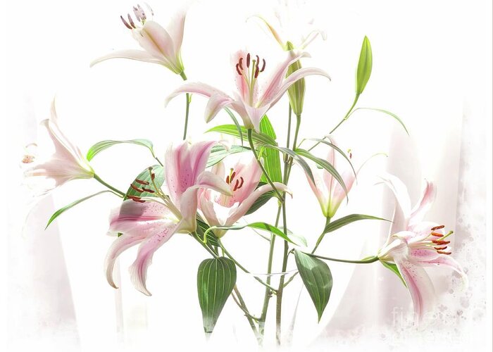 Garden Greeting Card featuring the photograph Pink Lilies #1 by Marcia Lee Jones
