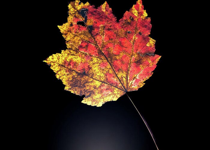 Autumn Greeting Card featuring the photograph Preserving Autumn by Kevin Suttlehan
