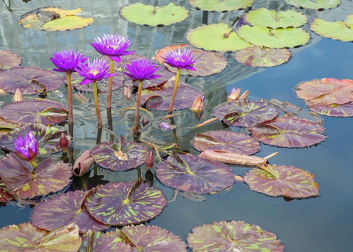 Lily Greeting Card featuring the photograph Purple Water Lilies and Pads by Cate Franklyn