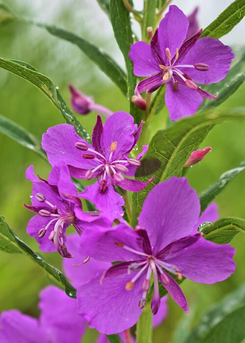 Fireweed Greeting Card featuring the photograph Rainy Day Fireweed Blossoms by Cathy Mahnke