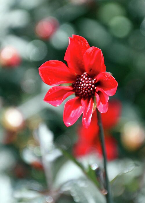 Flower Greeting Card featuring the photograph Red Bokeh #1 by Carolyn Stagger Cokley
