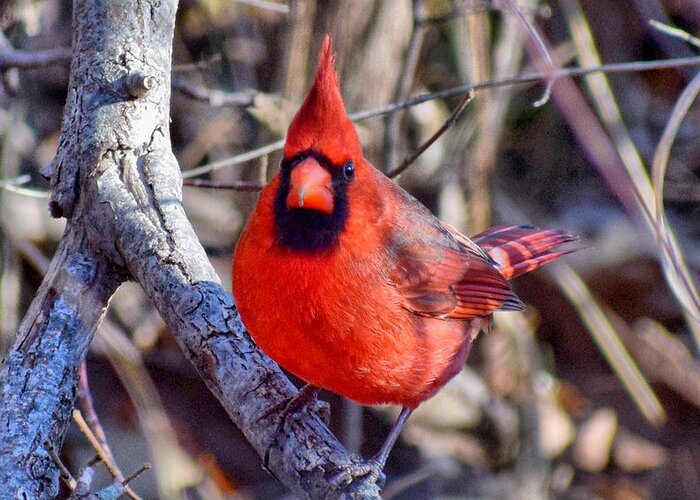 Cardinal Greeting Card featuring the photograph Red Cardinal #1 by Anita Streich