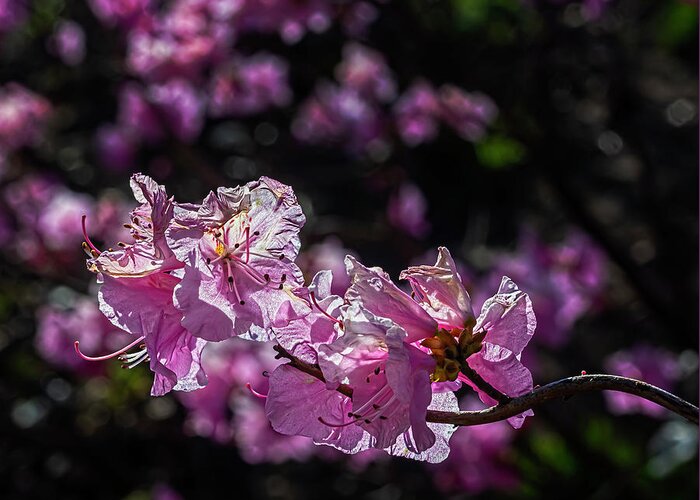 Rhododendron Greeting Card featuring the photograph Rhododendron #1 by Robert Ullmann
