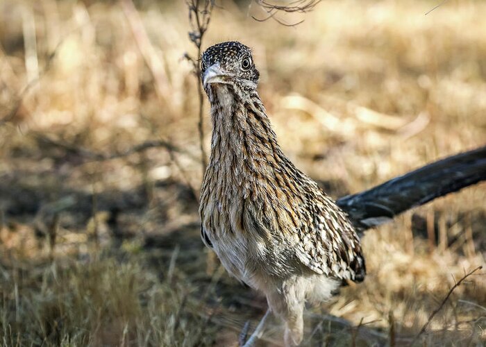 2020 Greeting Card featuring the photograph Roadrunner Close Up #1 by Dawn Richards