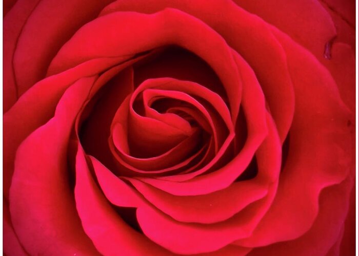 Red Rose Greeting Card featuring the photograph Rose #1 by S J Bryant