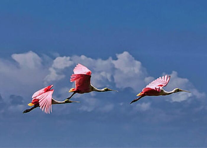 Roseate Greeting Card featuring the photograph Roseate Spoonbill In Flight #1 by Rene Vasquez