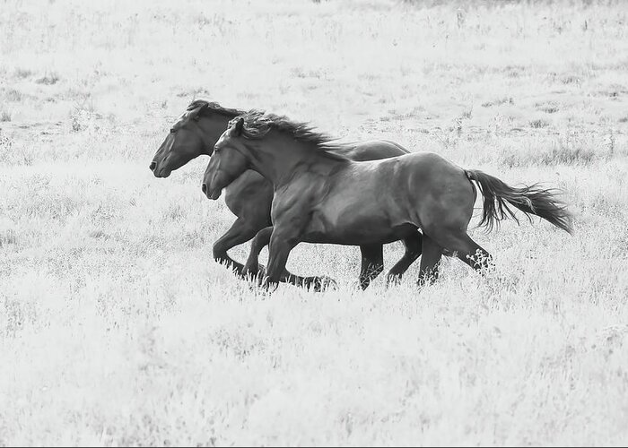 Percheron Greeting Card featuring the photograph Running Free #1 by Brook Burling