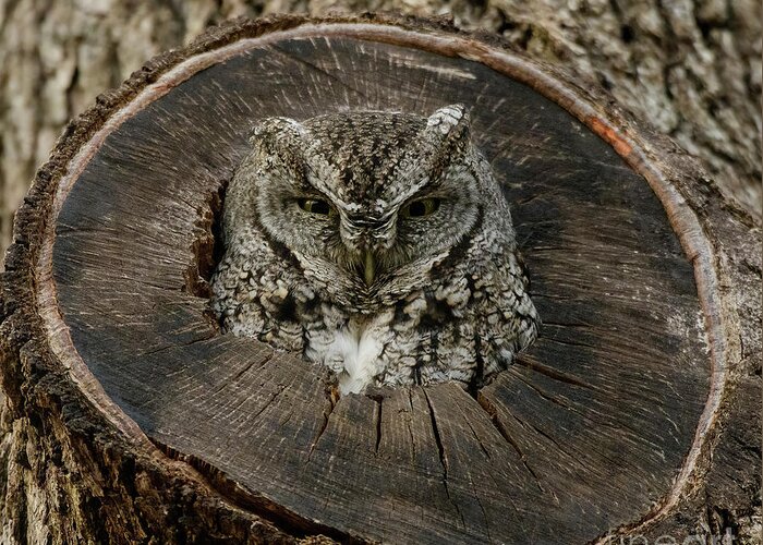 Bird Greeting Card featuring the photograph Screech Owl #1 by Patrick Nowotny